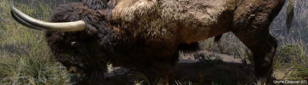 Reconstitution de la faune - Grotte Chauvet