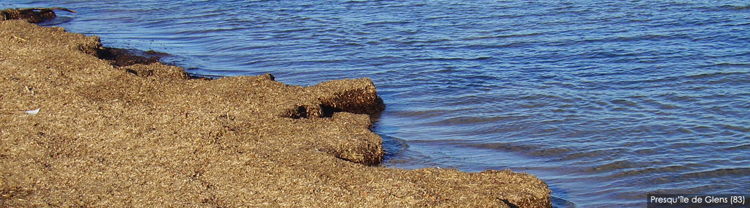 Posidonies - Presqu'île de Giens