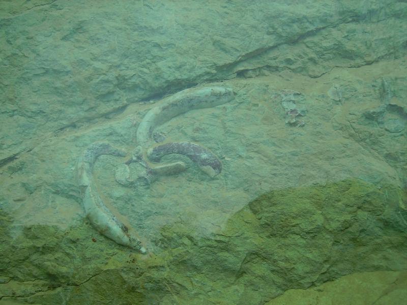 Ossements d'un sirénien au Col des Lèques (04)