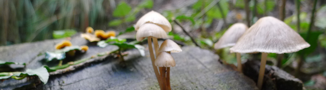 Champignons sur un tronc d'arbre