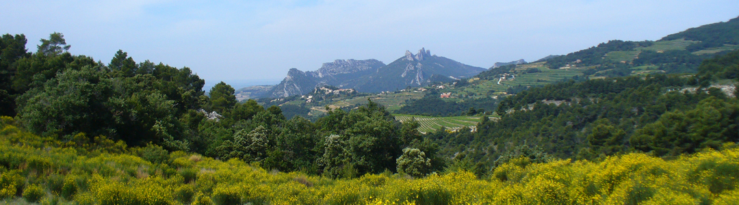 Dentelles de Montmirail