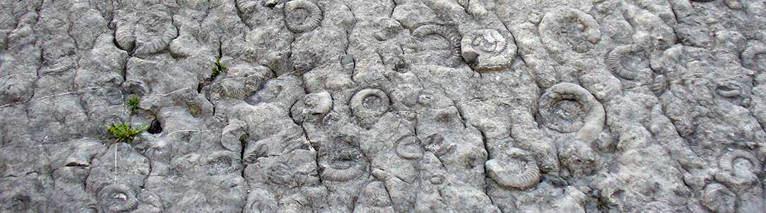 Dalle à ammonites des Isnards