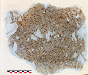 Friture Oligocène Smerdis minutus