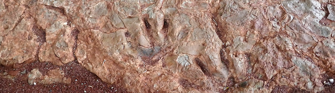Empreintes de reptiles therapsidés - Permien du bassin de Lodève